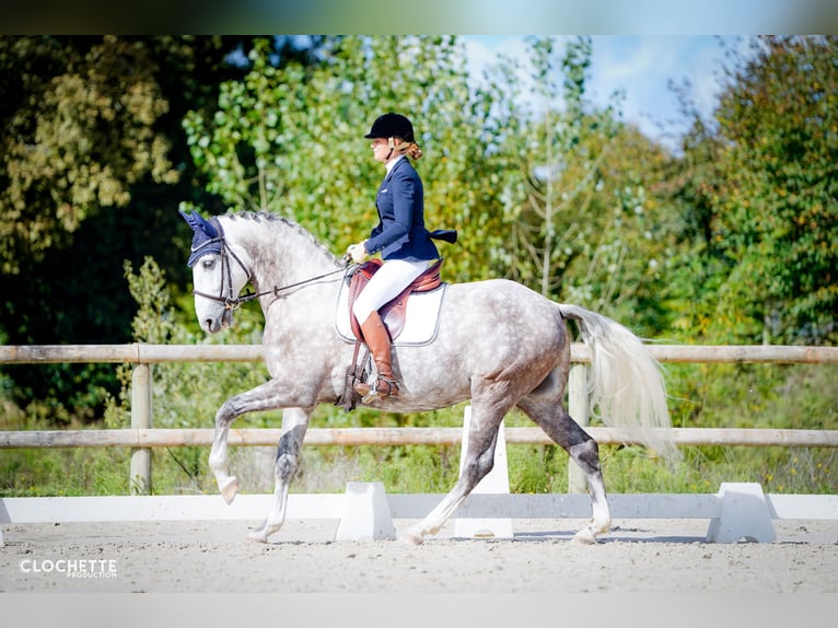 Lusitanien Hongre 7 Ans 164 cm Gris pommelé in Port Sainte Foy et Ponchapt