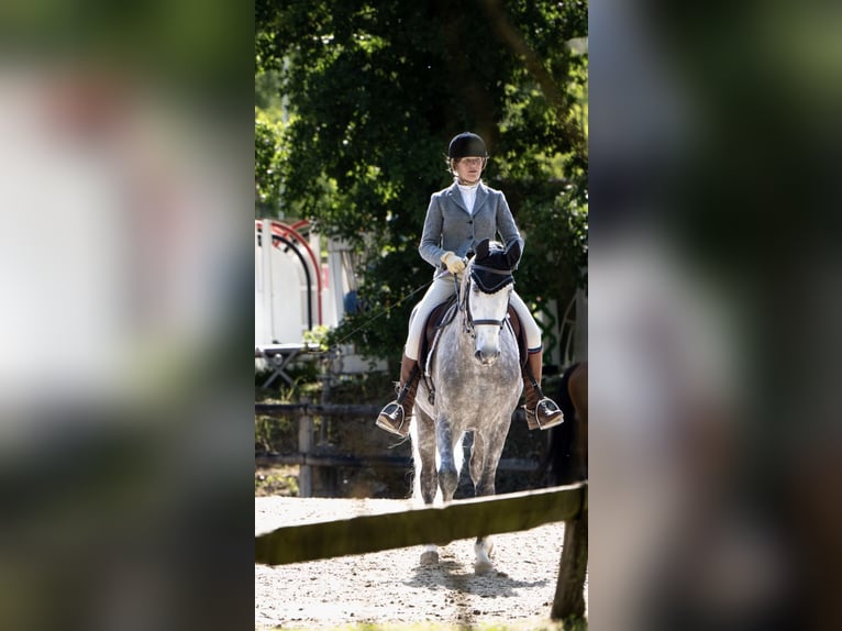 Lusitanien Hongre 7 Ans 164 cm Gris pommelé in Port Sainte Foy et Ponchapt