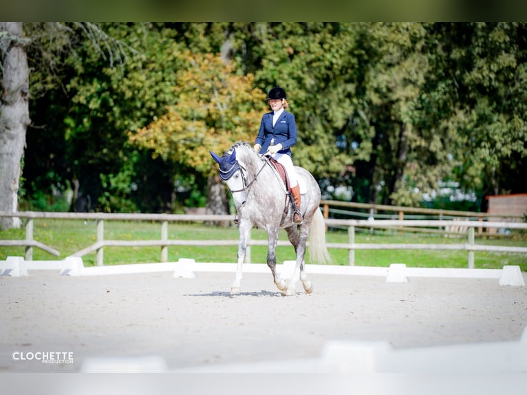 Lusitanien Hongre 7 Ans 164 cm Gris pommelé in Port Sainte Foy et Ponchapt