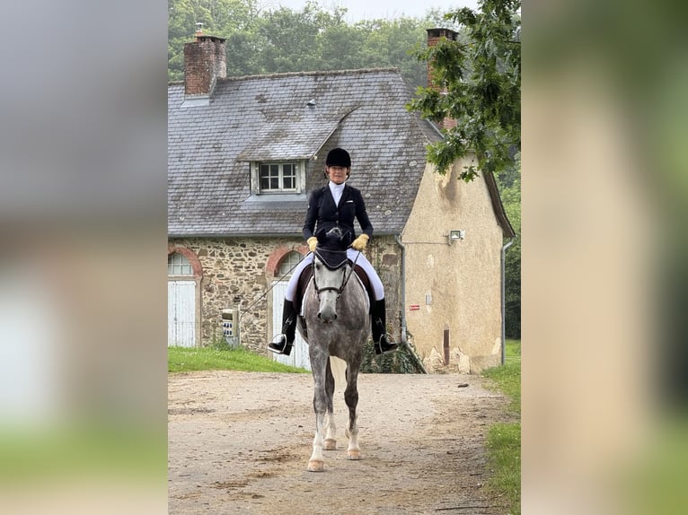 Lusitanien Hongre 7 Ans 164 cm Gris pommelé in Port Sainte Foy et Ponchapt