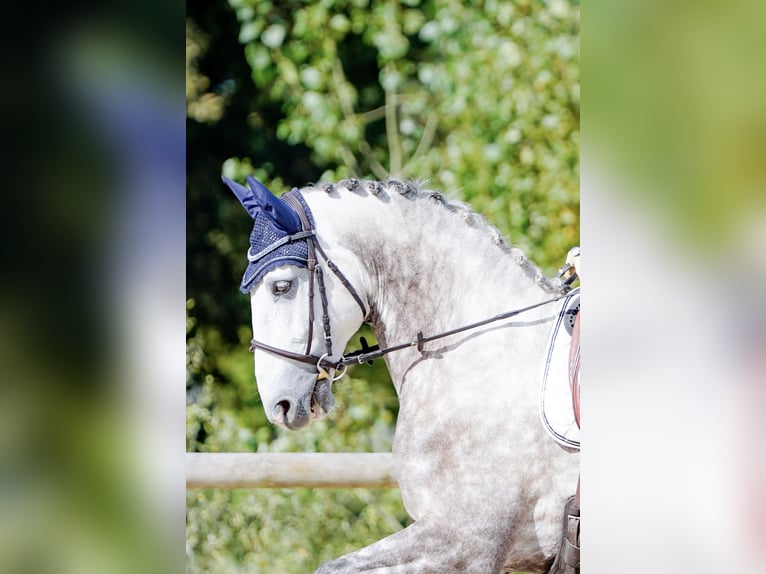 Lusitanien Hongre 7 Ans 164 cm Gris pommelé in Port Sainte Foy et Ponchapt