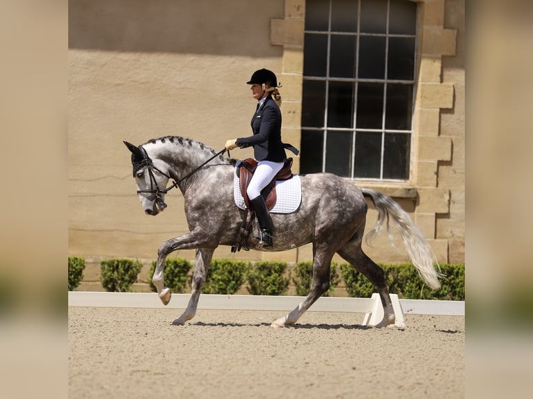 Lusitanien Hongre 7 Ans 164 cm Gris pommelé in Port Sainte Foy et Ponchapt