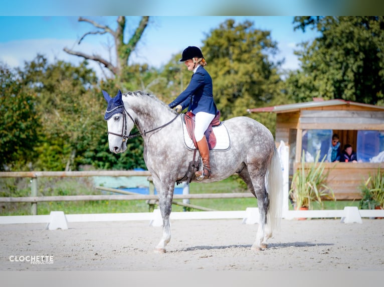 Lusitanien Hongre 7 Ans 164 cm Gris pommelé in Port Sainte Foy et Ponchapt