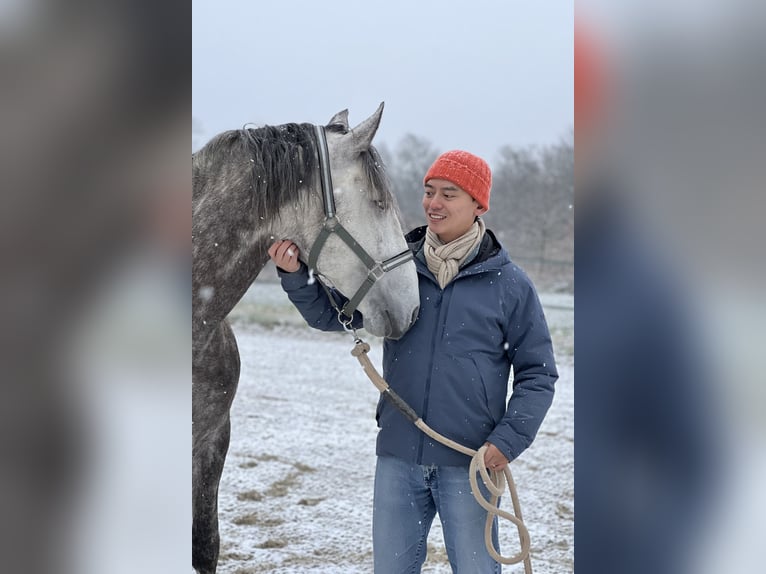 Lusitanien Hongre 7 Ans 164 cm Gris pommelé in Port Sainte Foy et Ponchapt