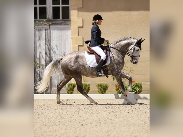 Lusitanien Hongre 7 Ans 164 cm Gris pommelé in Port Sainte Foy et Ponchapt