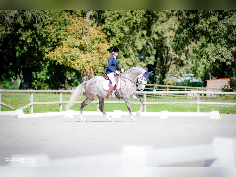 Lusitanien Hongre 7 Ans 164 cm Gris pommelé in Port Sainte Foy et Ponchapt