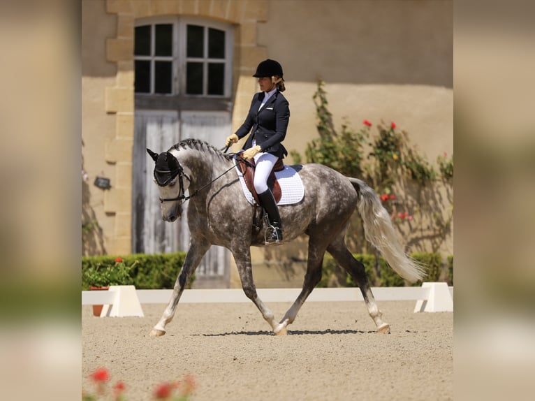 Lusitanien Hongre 7 Ans 164 cm Gris pommelé in Port Sainte Foy et Ponchapt