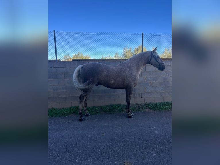Lusitanien Croisé Hongre 7 Ans 164 cm Perle in Chelva