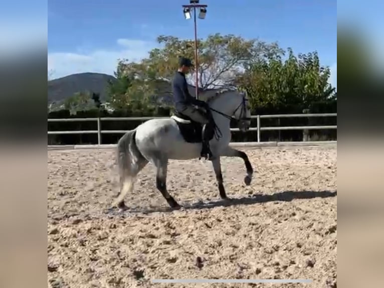 Lusitanien Hongre 7 Ans 165 cm Gris in Santa Perpetua de Mogoda