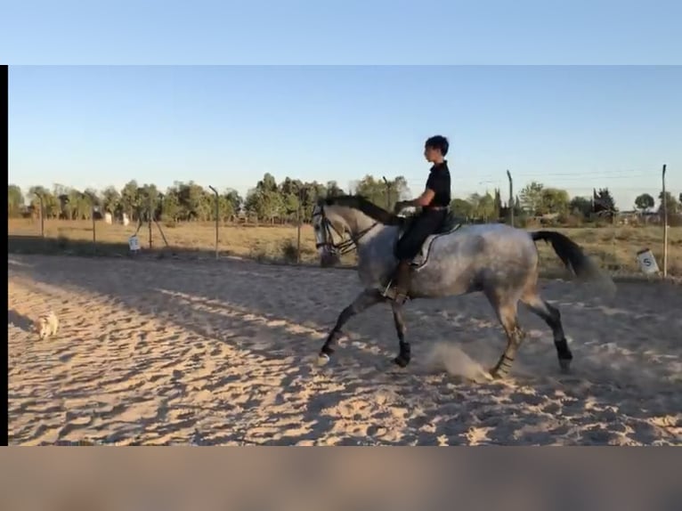 Lusitanien Hongre 7 Ans 165 cm Gris in Galaroza (Huelva)