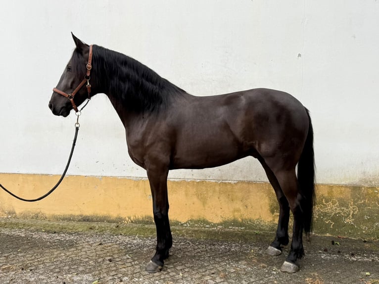 Lusitanien Hongre 7 Ans 165 cm Noir in TROFA