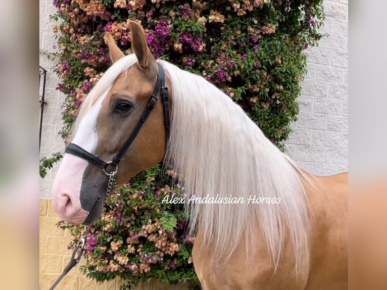 Lusitanien Croisé Hongre 7 Ans 167 cm Palomino in Sevilla