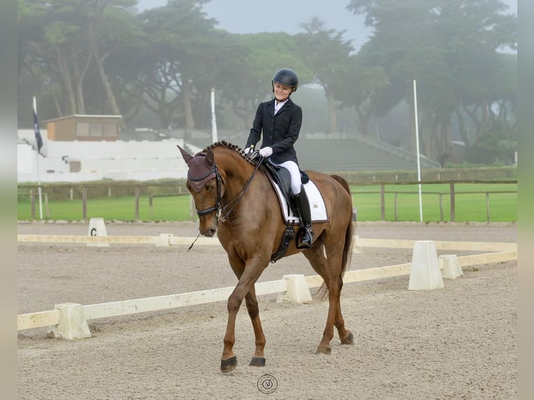 Lusitanien Hongre 7 Ans 168 cm in Cascais