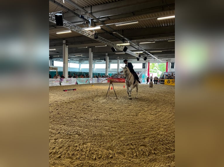 Lusitanien Croisé Hongre 7 Ans 168 cm Gris in Bad Leonfelden