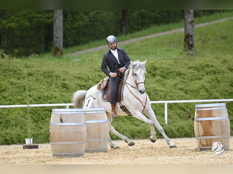 Lusitanien Croisé Hongre 7 Ans 168 cm Gris in Bad Leonfelden