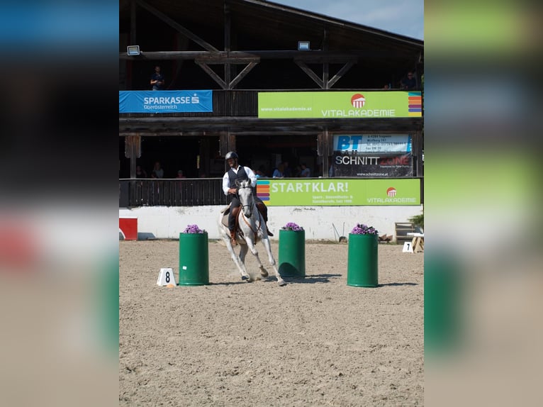 Lusitanien Croisé Hongre 7 Ans 168 cm Gris in Bad Leonfelden