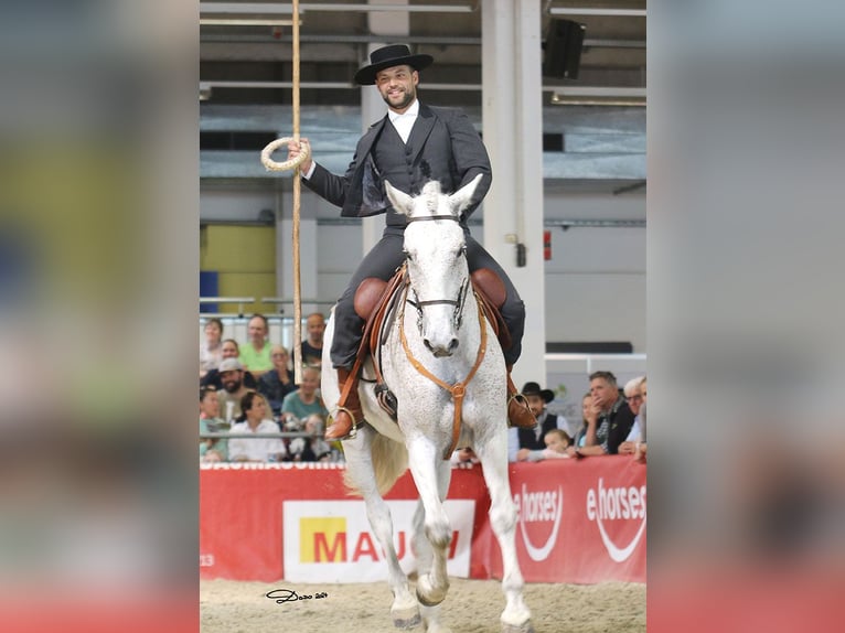 Lusitanien Croisé Hongre 7 Ans 168 cm Gris in Bad Leonfelden