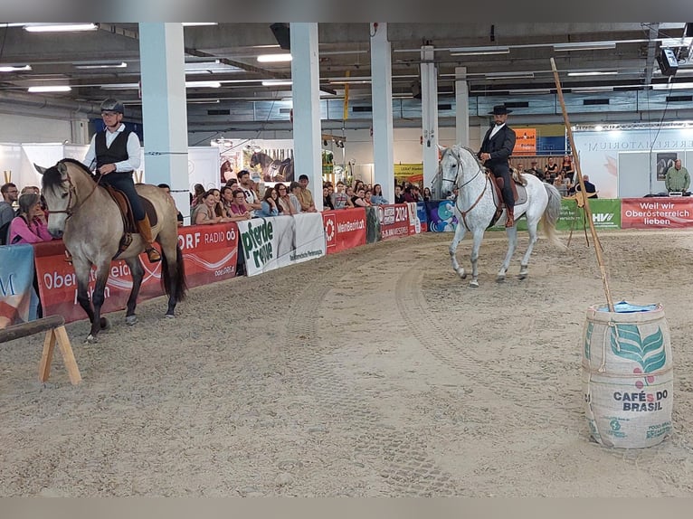 Lusitanien Croisé Hongre 7 Ans 168 cm Gris in Bad Leonfelden