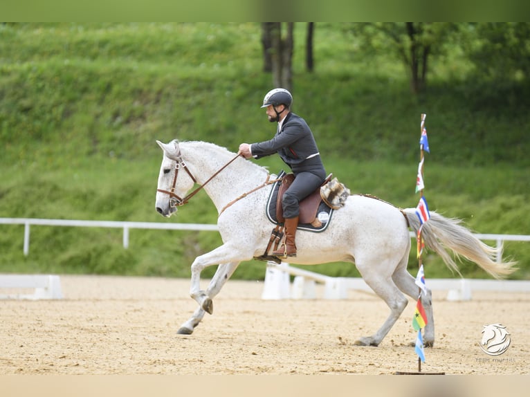 Lusitanien Croisé Hongre 7 Ans 168 cm Gris in Bad Leonfelden