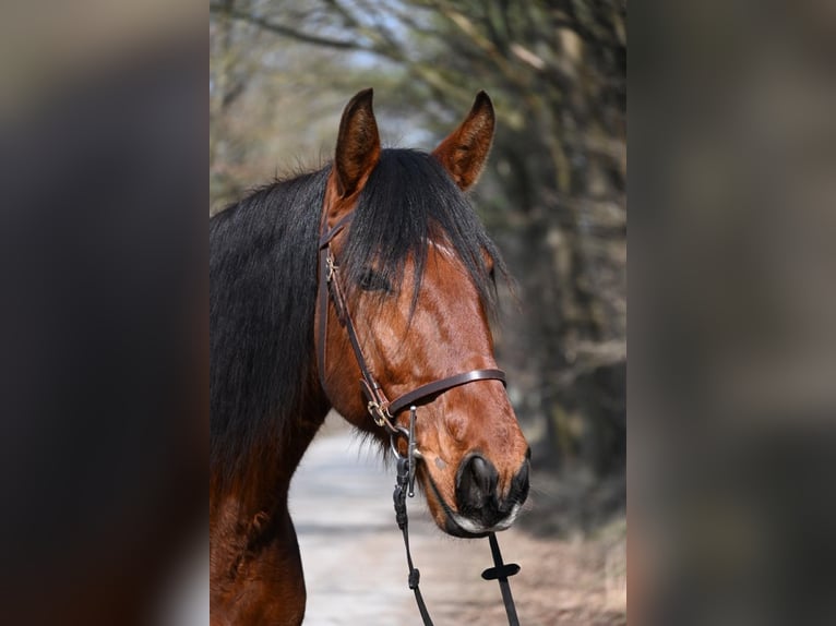 Lusitanien Hongre 7 Ans 170 cm Bai in Sassenburg