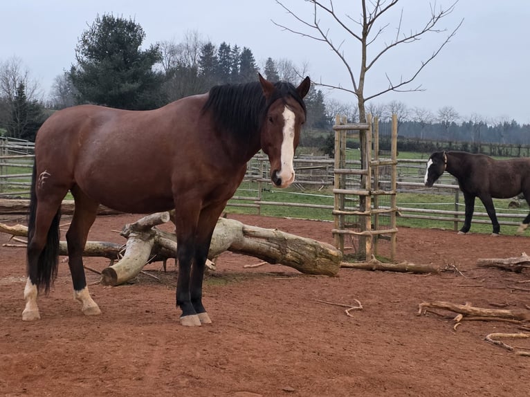 Lusitanien Hongre 7 Ans 170 cm Bai in Chamcham