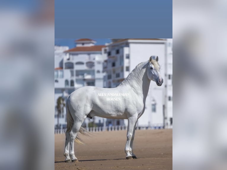 Lusitanien Hongre 7 Ans 170 cm Blanc in Sevilla