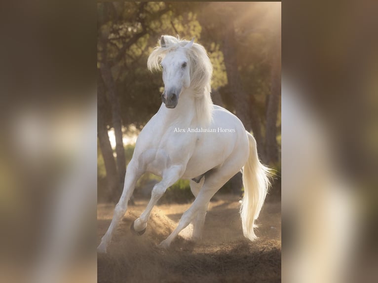 Lusitanien Hongre 7 Ans 170 cm Blanc in Sevilla