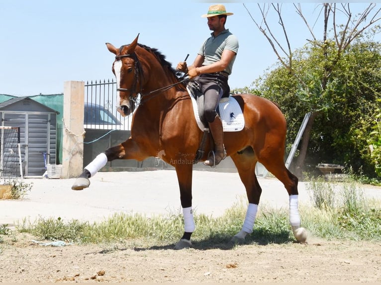 Lusitanien Hongre 7 Ans 172 cm Bai in Provinz Granada