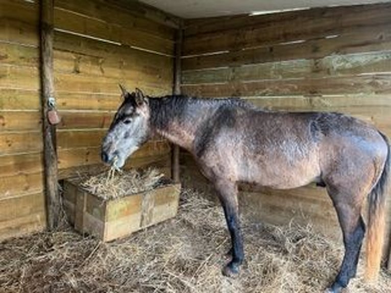 Lusitanien Hongre 8 Ans 150 cm Isabelle in Santarém