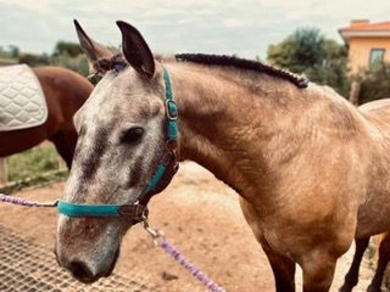 Lusitanien Hongre 8 Ans 150 cm Isabelle in Santarém