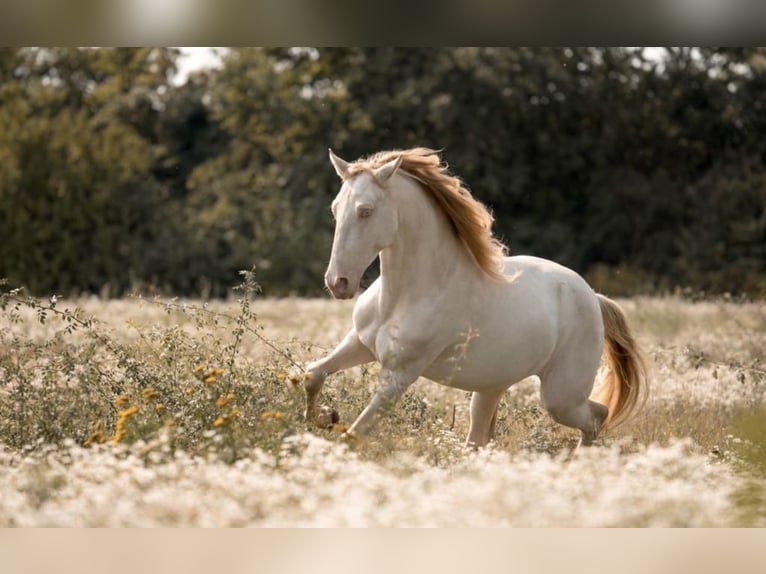 Lusitanien Hongre 8 Ans 152 cm Cremello in Gerasdorf bei Wien