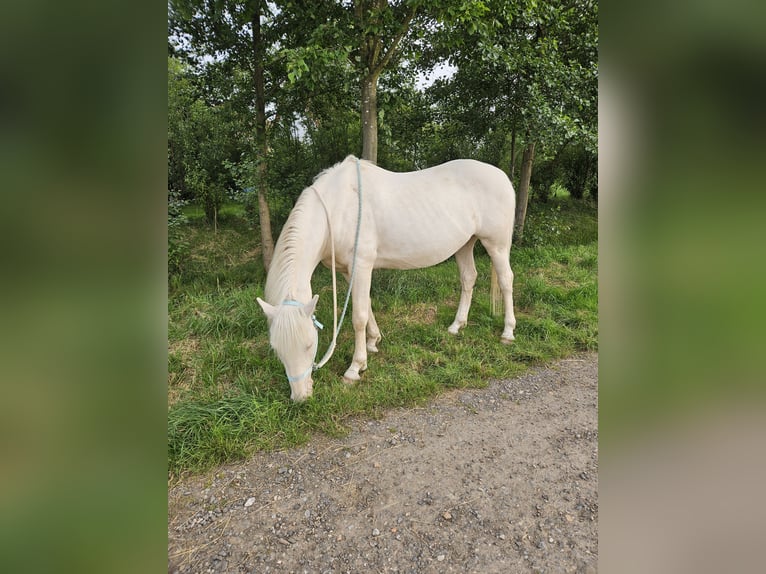 Lusitanien Hongre 8 Ans 153 cm Cremello in Rosbach vor der Höhe Ober-Rosbach