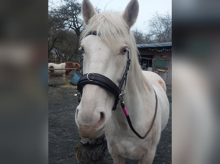 Lusitanien Hongre 8 Ans 153 cm Cremello in Rosbach vor der Höhe Ober-Rosbach