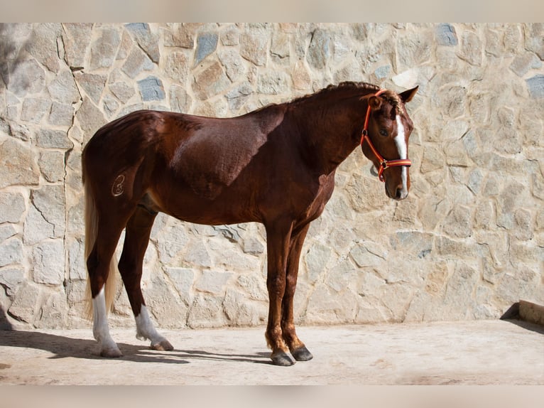 Lusitanien Hongre 8 Ans 155 cm Alezan in Vejer de la Frontera