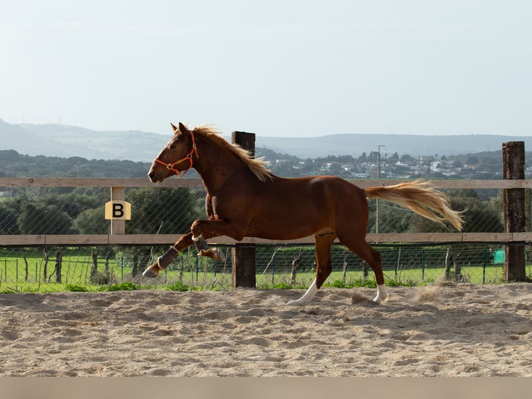 Lusitanien Hongre 8 Ans 155 cm Alezan in Vejer de la Frontera