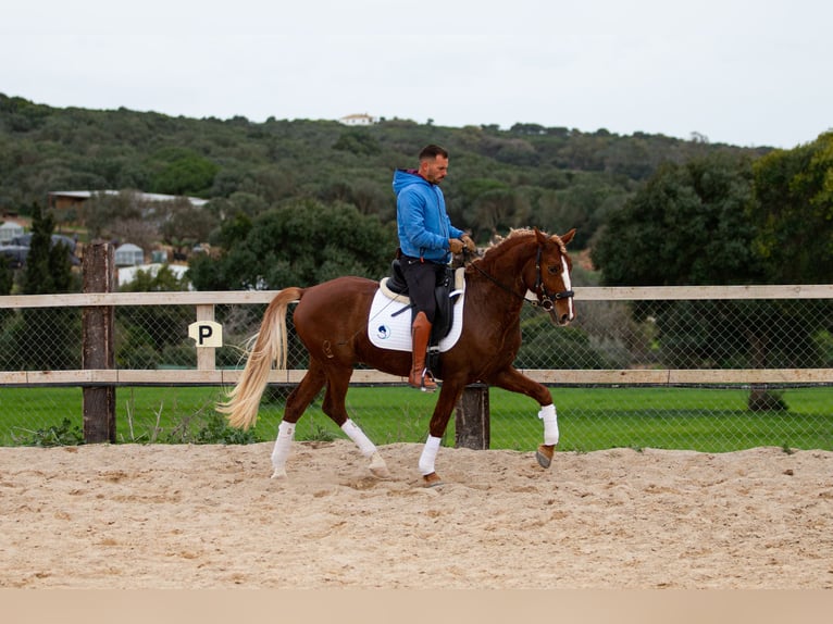 Lusitanien Hongre 8 Ans 155 cm Alezan in Vejer de la Frontera