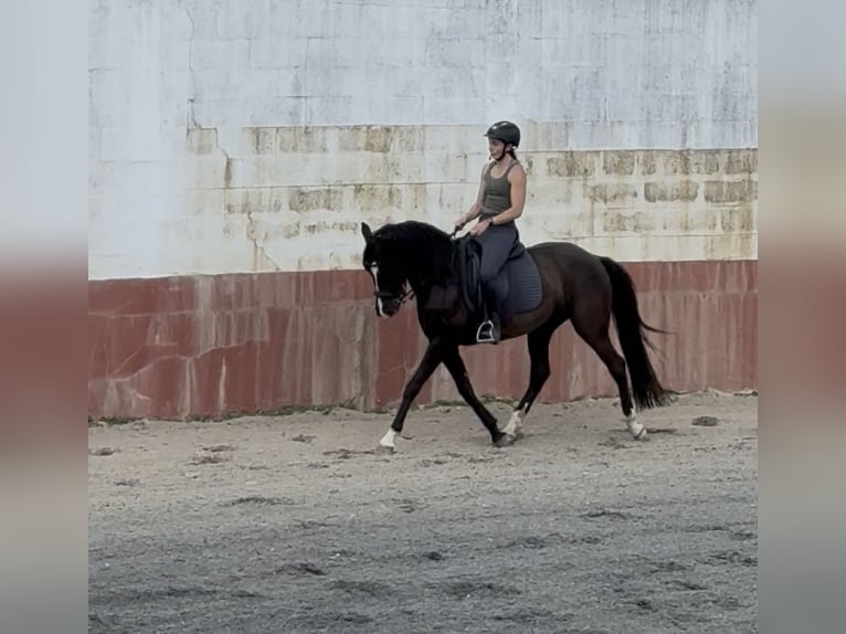Lusitanien Hongre 8 Ans 155 cm Noir in Casal do Ralha