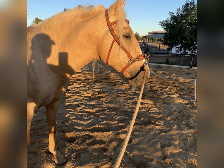 Lusitanien Croisé Hongre 8 Ans 156 cm Palomino in (Jerez De La Frontera)