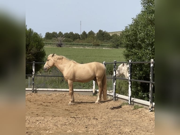 Lusitanien Croisé Hongre 8 Ans 156 cm Palomino in (Jerez De La Frontera)