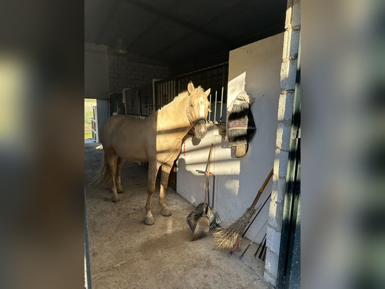 Lusitanien Croisé Hongre 8 Ans 156 cm Palomino in (Jerez De La Frontera)