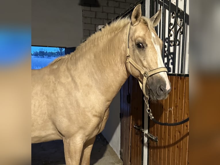 Lusitanien Croisé Hongre 8 Ans 156 cm Palomino in (Jerez De La Frontera)