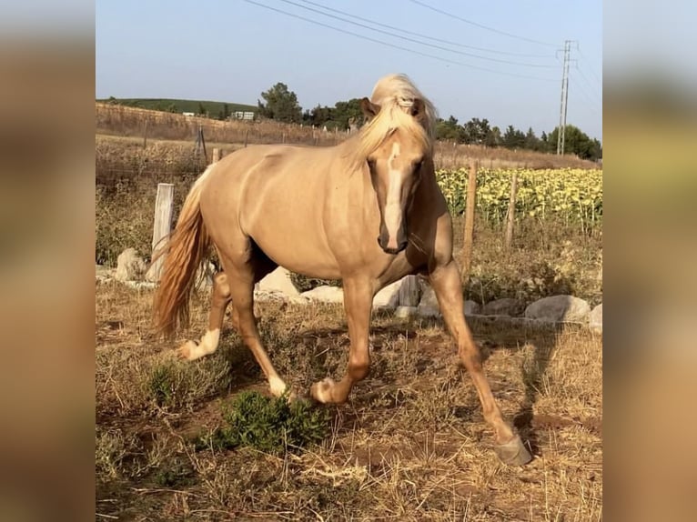 Lusitanien Croisé Hongre 8 Ans 156 cm Palomino in (Jerez De La Frontera)