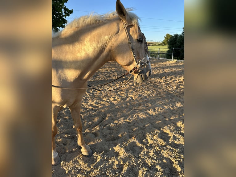 Lusitanien Croisé Hongre 8 Ans 156 cm Palomino in (Jerez De La Frontera)