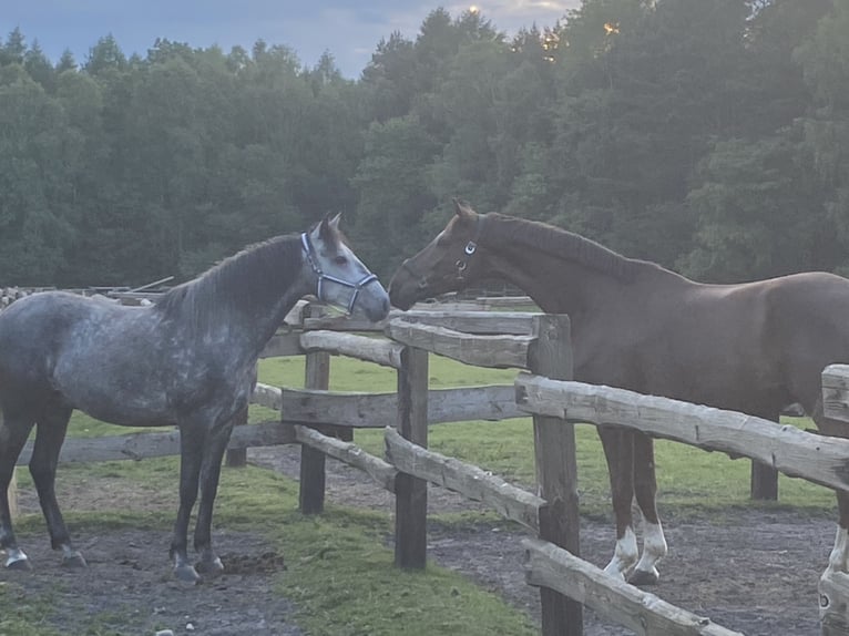 Lusitanien Croisé Hongre 8 Ans 157 cm Gris in Reken