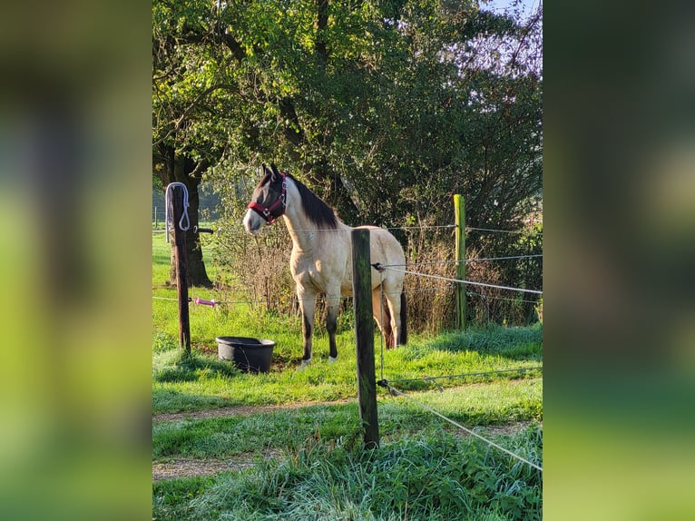 Lusitanien Croisé Hongre 8 Ans 157 cm Isabelle in Erkelenz