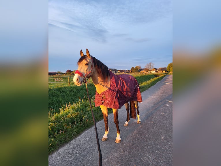 Lusitanien Croisé Hongre 8 Ans 157 cm Isabelle in Erkelenz