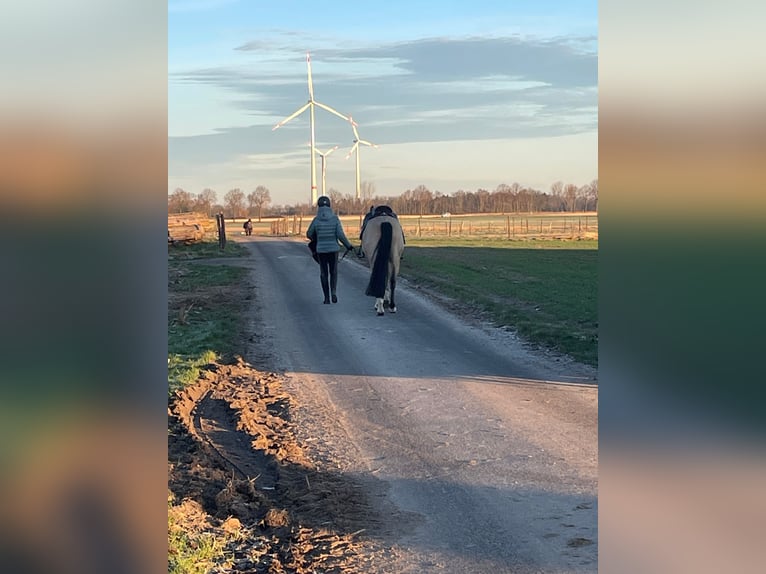 Lusitanien Croisé Hongre 8 Ans 157 cm Isabelle in Erkelenz