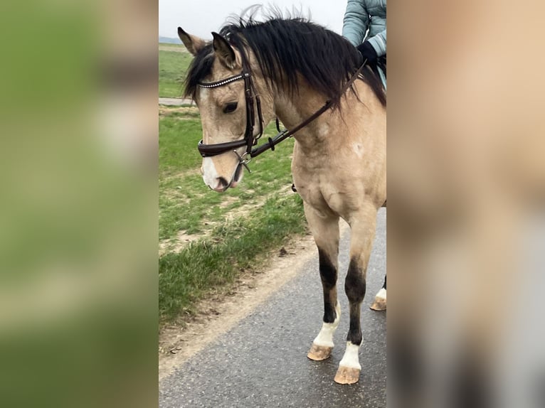 Lusitanien Croisé Hongre 8 Ans 157 cm Isabelle in Erkelenz