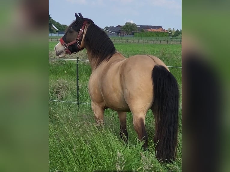 Lusitanien Croisé Hongre 8 Ans 157 cm Isabelle in Erkelenz