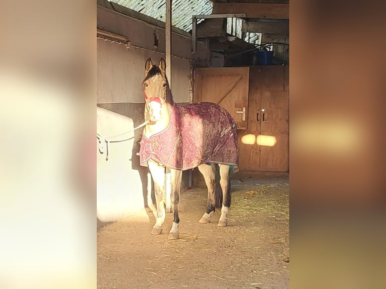 Lusitanien Croisé Hongre 8 Ans 157 cm Isabelle in Erkelenz